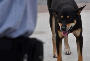 Kanak-kanak lelaki 10 tahun korban terbaharu rabies di Sarawak