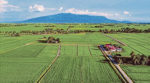 KPKM teliti keperluan tubuh Jawatankuasa Teknikal Benih