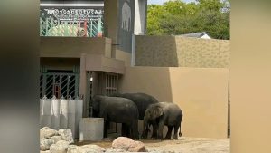 Bukan perjanjian antara kerajaan, Malaysia gesa gajah DAK dibawa pulang dari Jepun -Arthur